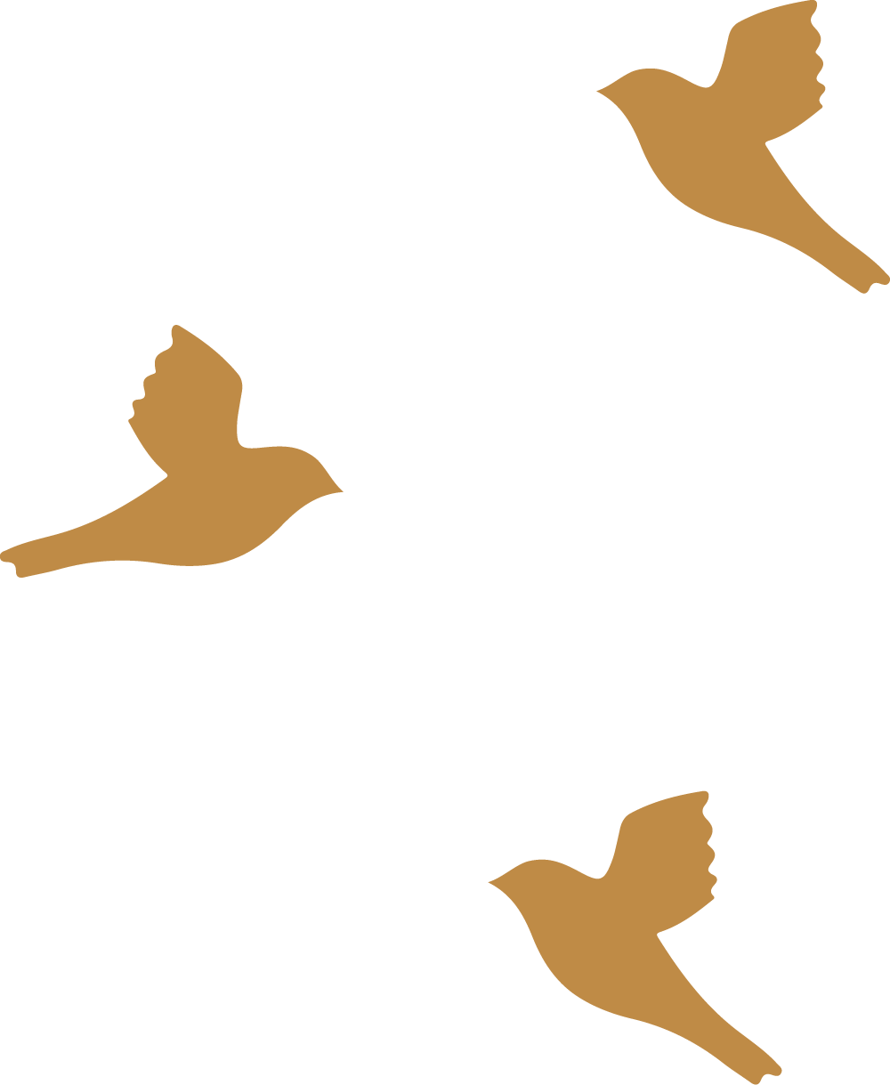 illustration oiseaux